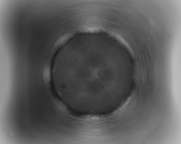 X0000099960640200805231342