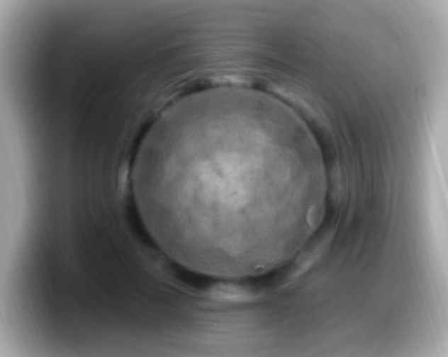X0000099960699200805231341