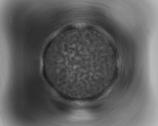 X0000099960733200805231341