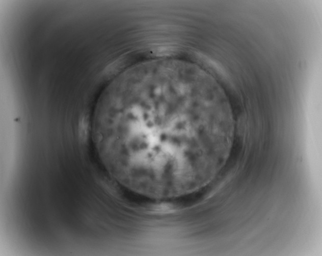 X0000099960741200805231341