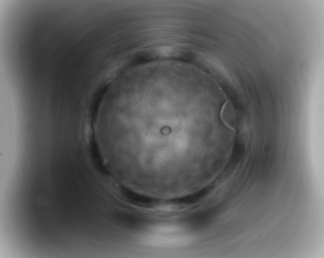 X0000099960746200805231341