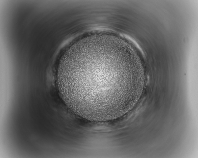 X0000099960823200805231339
