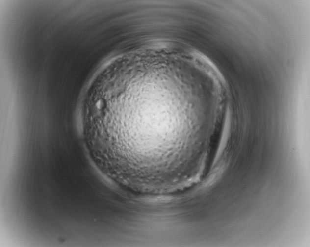 X0000099960851200805231340
