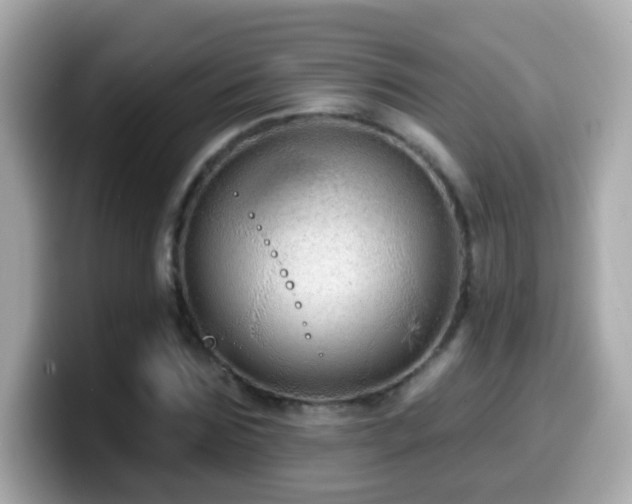 X0000099960875200805231339