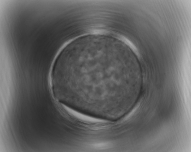 X0000099960891200805231339