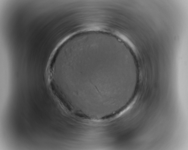 X0000099960925200805231338