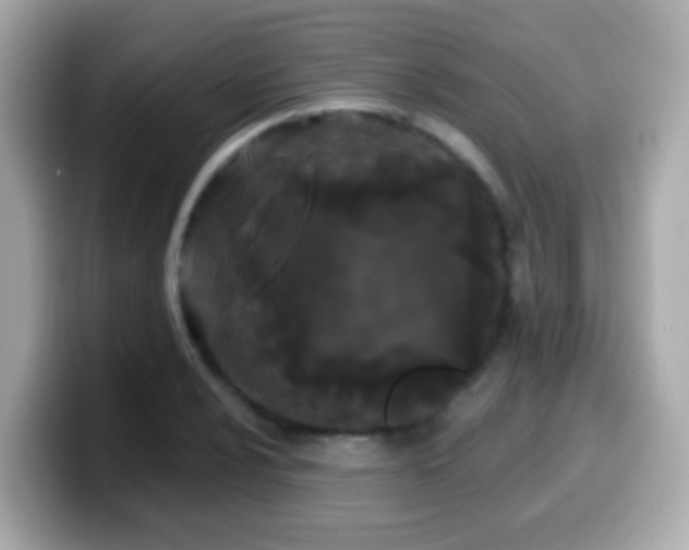 X0000099961024200805231337