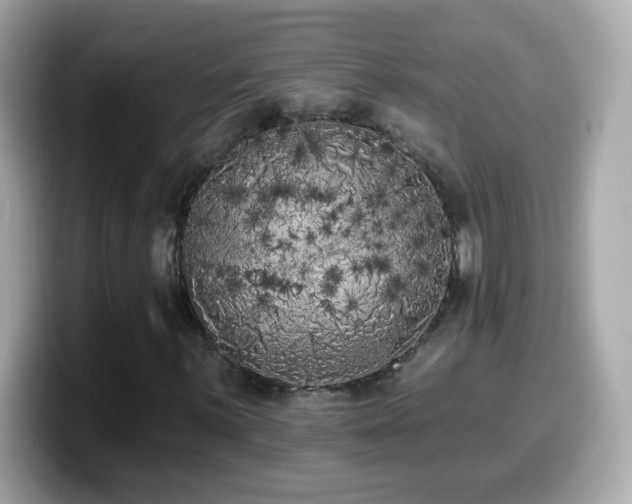X0000099961059200805231337