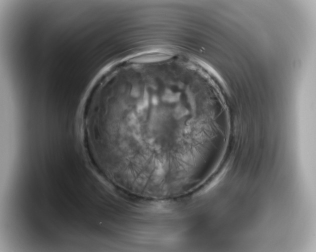 X0000099961067200805231337