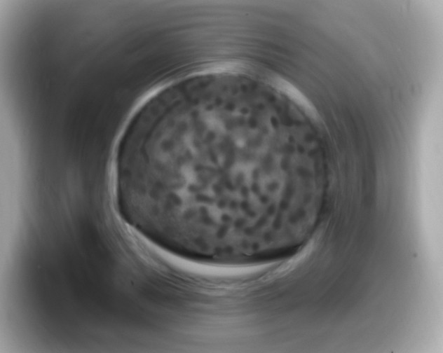 X0000099961079200805231336