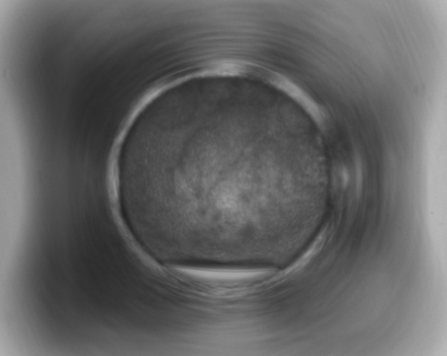 X0000099961083200805231336