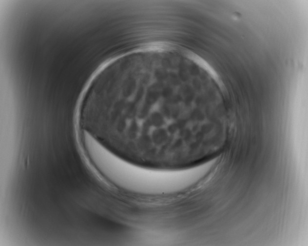 X0000099961091200805231336
