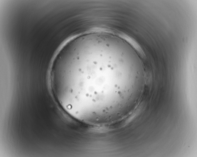 X0000099961094200805231336