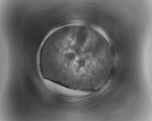 X0000099961099200805231336