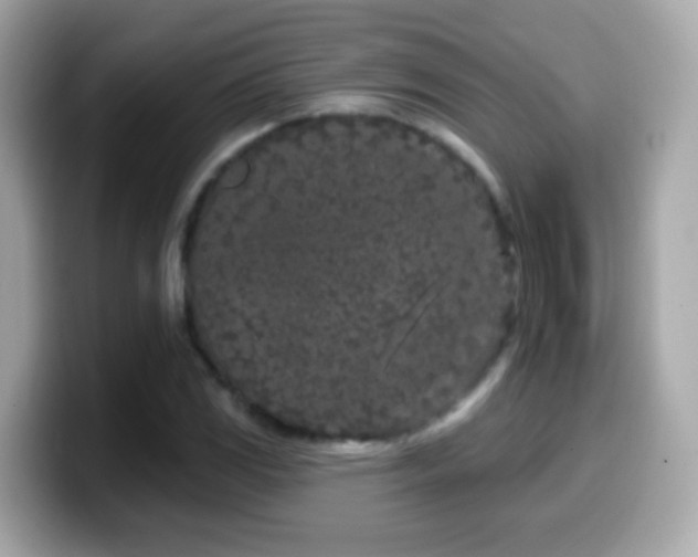 X0000099961117200805231336