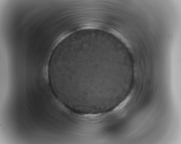 X0000099961121200805231336
