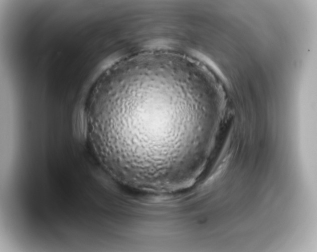 X0000099961219200805231335