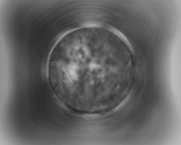 X0000099961236200805231335