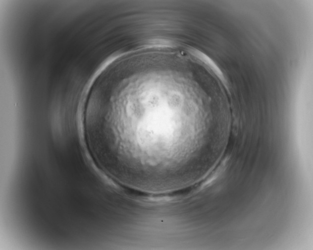 X0000099961243200805231335