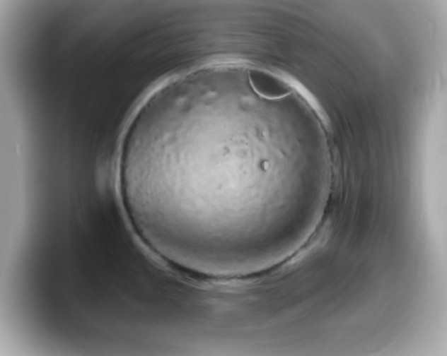 X0000099961245200805231335