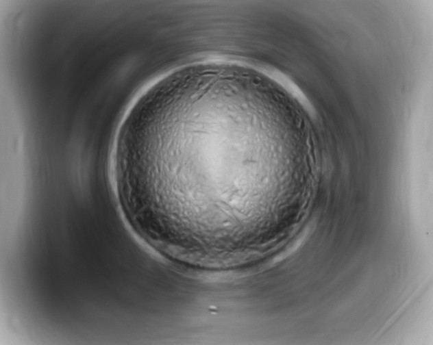 X0000099961247200805231335