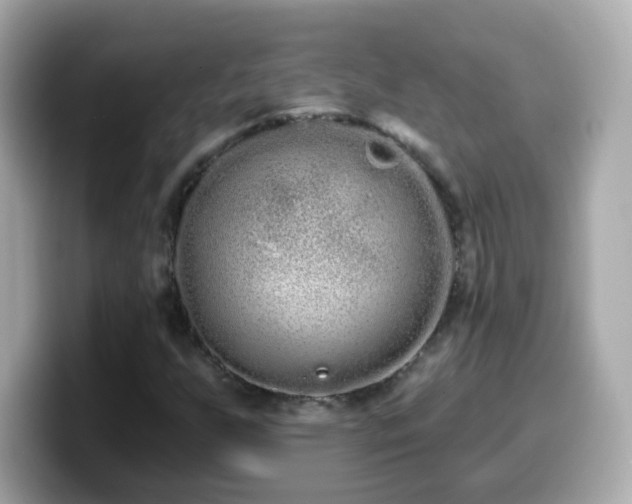 X0000099961255200805231334