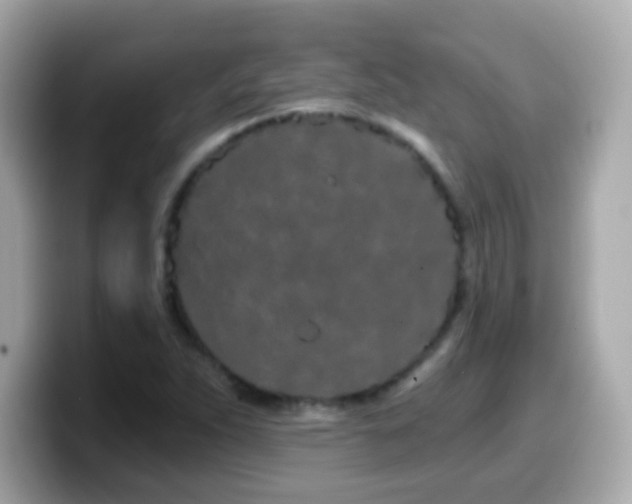 X0000099961263200805231334