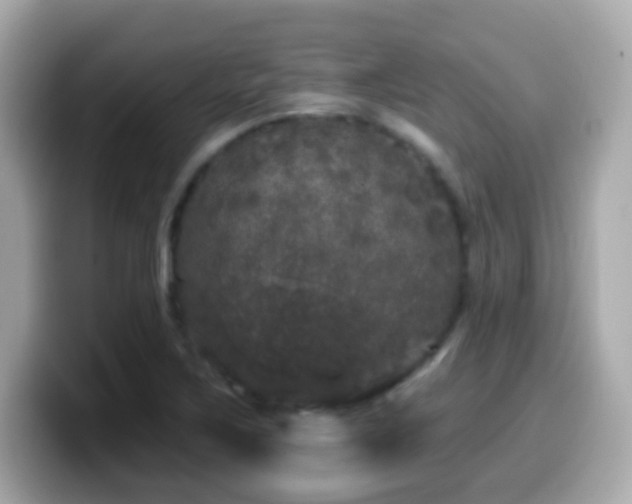 X0000099961267200805231334