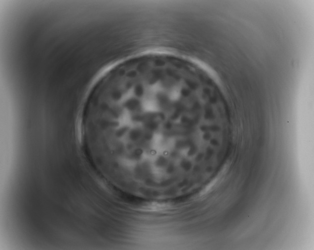 X0000099961271200805231334