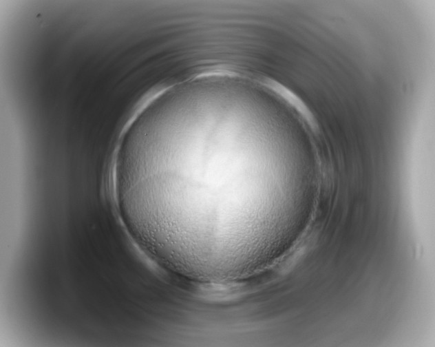 X0000099961290200805231334