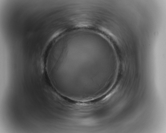 X0000099961306200805231333