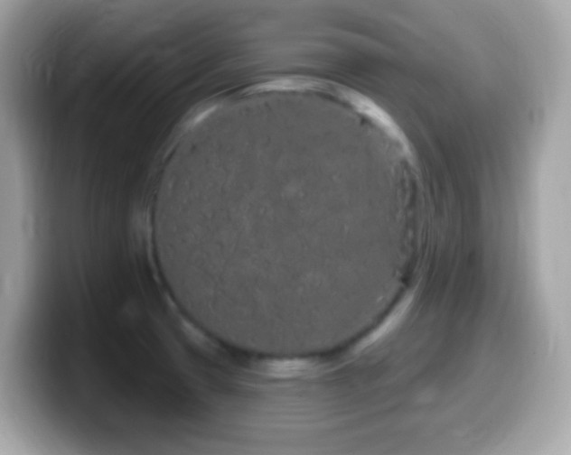 X0000099961425200805231332