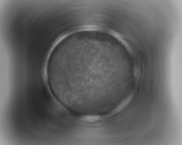X0000099961466200805231332