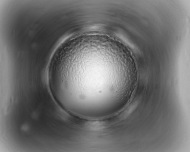 X0000099961474200805231332
