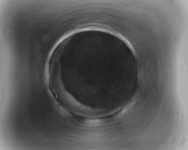 X0000099961522200805231331