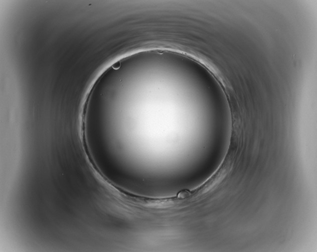 X0000099961535200805231331