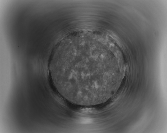 X0000099960499200805301317
