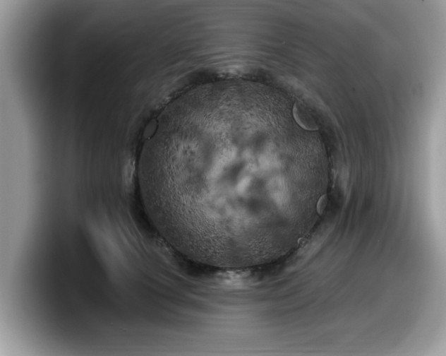 X0000099960660200805301315