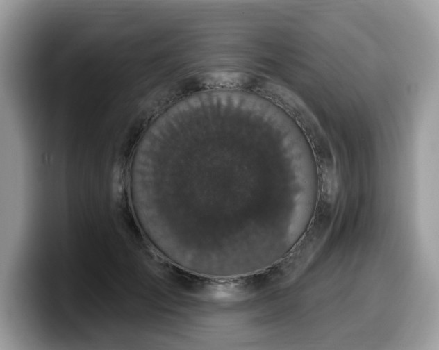 X0000099960701200805301314