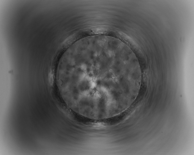 X0000099960741200805301313