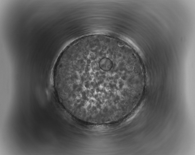 X0000099960883200805301312