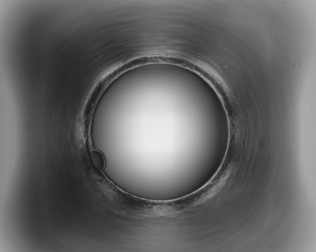 X0000099960974200805301310
