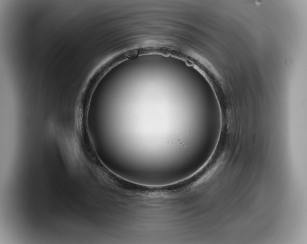 X0000099961021200805301309