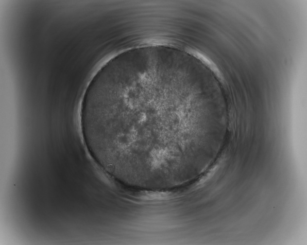X0000099961039200805301310