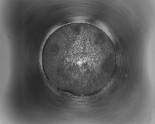 X0000099961051200805301310