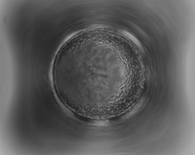 X0000099961055200805301310