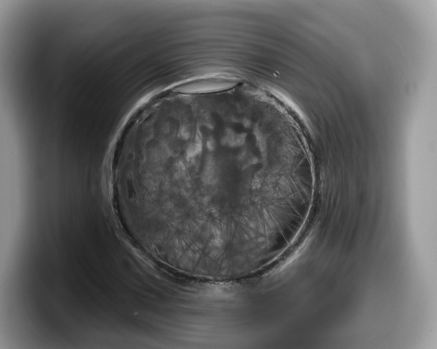 X0000099961067200805301309