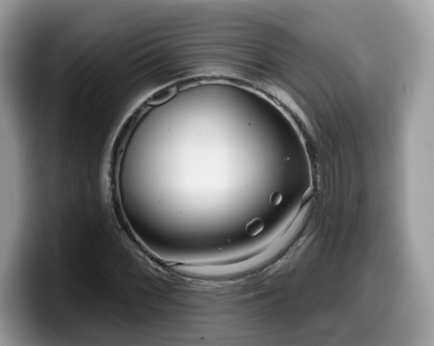 X0000099961068200805301309