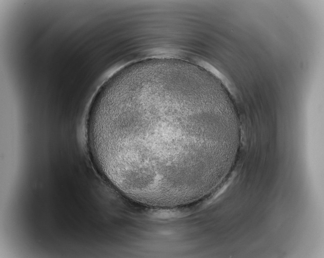 X0000099961074200805301309