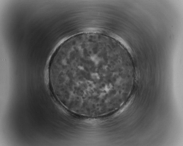 X0000099961075200805301309